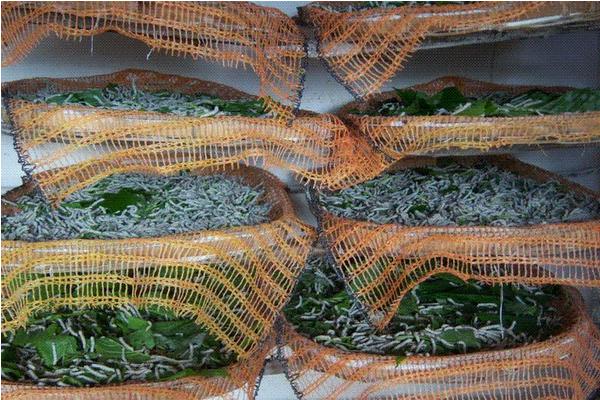 养蚕的季节是什么时候?