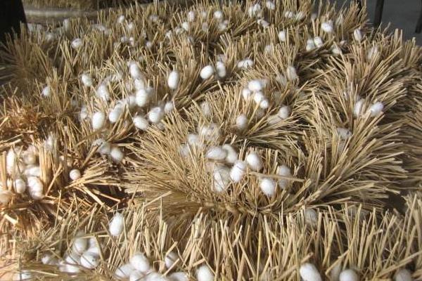 养蚕的季节是什么时候?