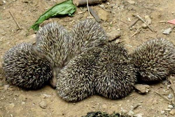 刺猬吃什么?
