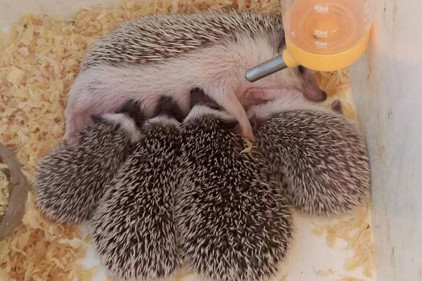 刺猬吃什么?