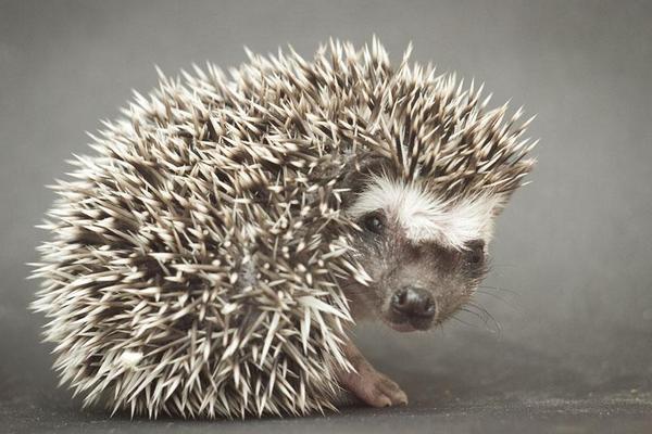 刺猬能治胃病吗？