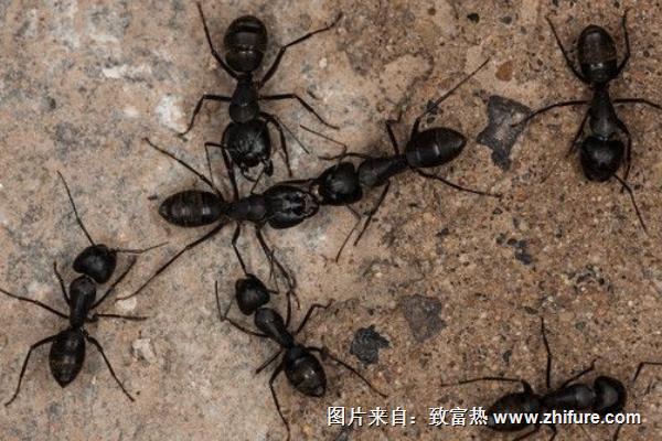 蚂蚁是怎样搬家的?