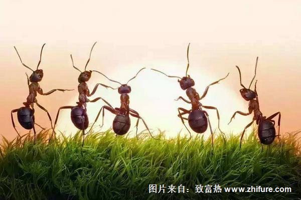 蚂蚁的天敌是什么?