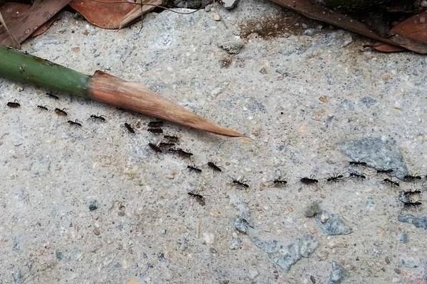 蚂蚁是怎样搬家的?