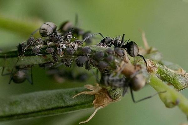 蚂蚁的天敌是什么?