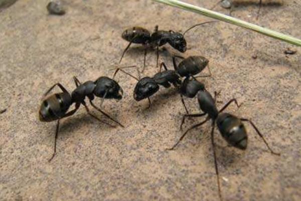 蚂蚁的天敌是什么?