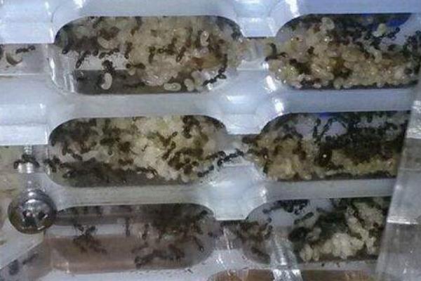 蚂蚁的天敌是什么?