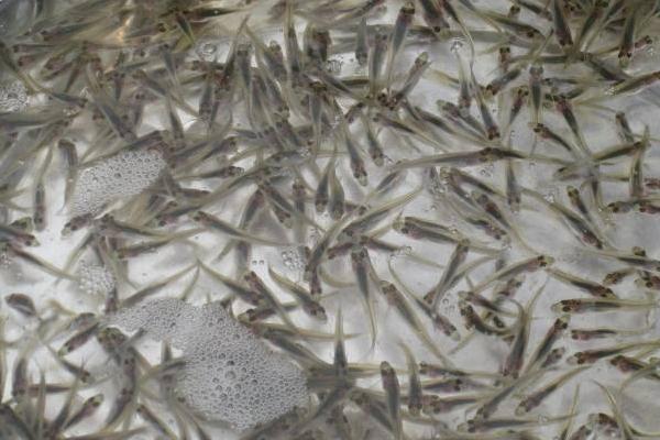 鲈鱼苗价格多少钱?