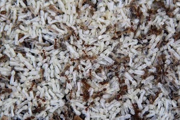 蚂蚁的天敌是什么?