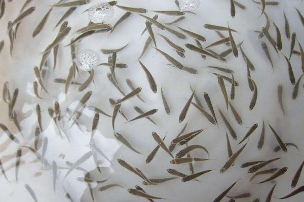 鲈鱼苗价格多少钱?