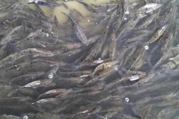 鲈鱼苗价格多少钱?