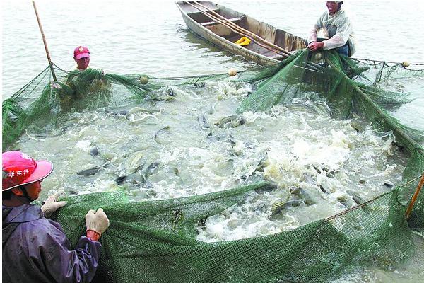 鲈鱼苗价格多少钱?