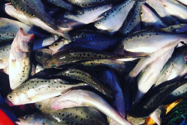 鲈鱼苗价格多少钱?