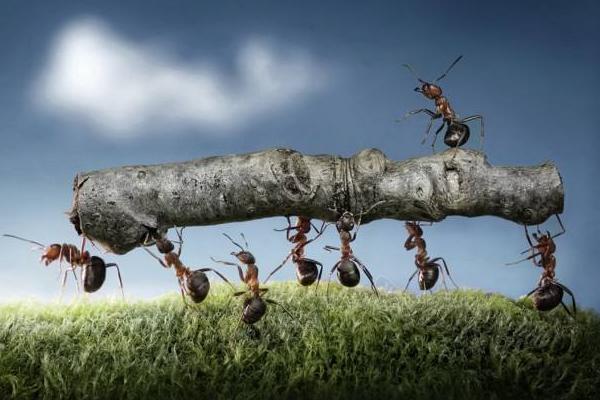 蚂蚁是怎样搬家的?
