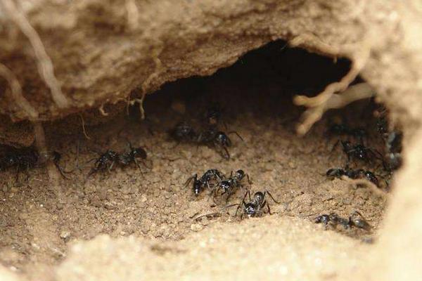 蚂蚁是怎样搬家的?