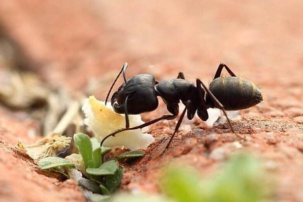 蚂蚁是怎样搬家的?