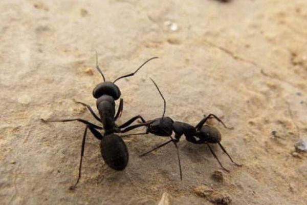 蚂蚁是怎样搬家的?