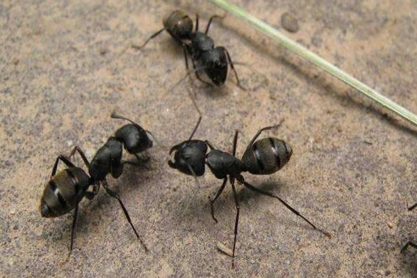 蚂蚁是怎样搬家的?