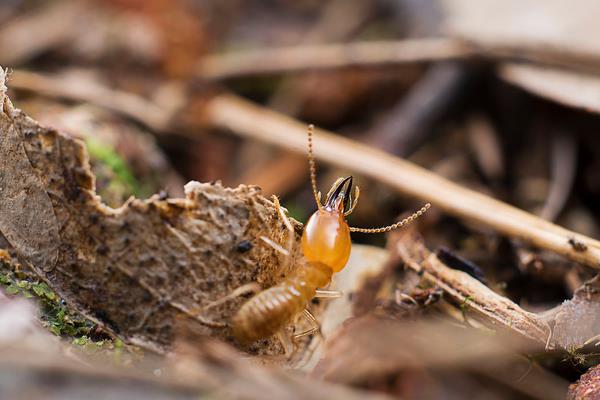 白蚂蚁怎么消灭?