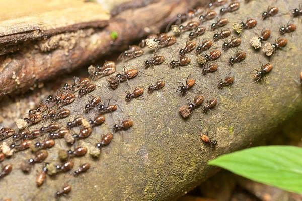 白蚂蚁怎么消灭?