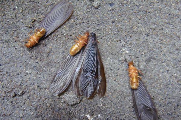 白蚂蚁怎么消灭?