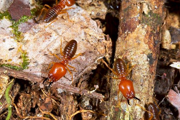 白蚂蚁怎么消灭?