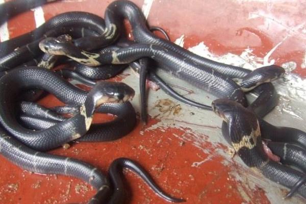 哪里有养蛇培训班？