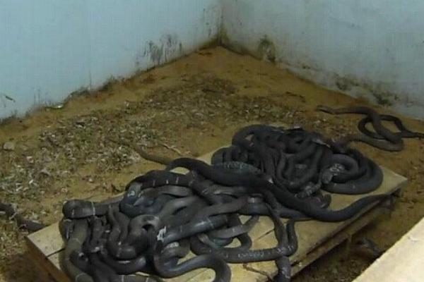 哪里有养蛇培训班？