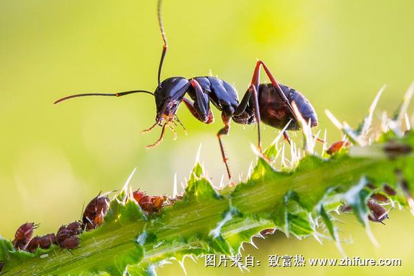 花盆里有蚂蚁怎么办？