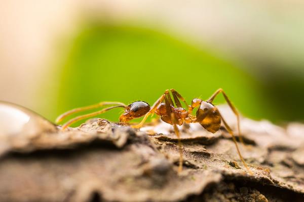 花盆里有蚂蚁怎么办？