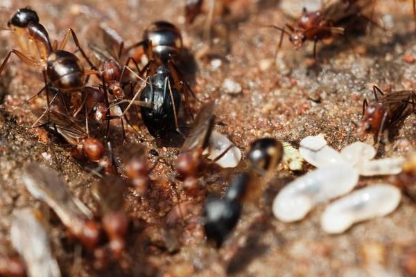 花盆里有蚂蚁怎么办？