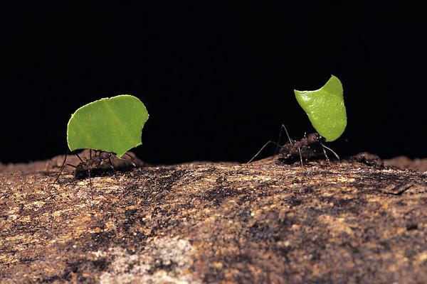 花盆里有蚂蚁怎么办？