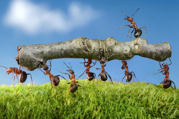 花盆里有蚂蚁怎么办？