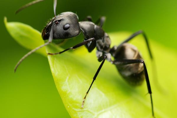 蚂蚁咬了皮肤红肿痒过敏怎么办？