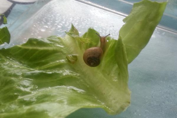 如何养蜗牛?