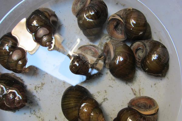 市场上卖的田螺是哪种品种?