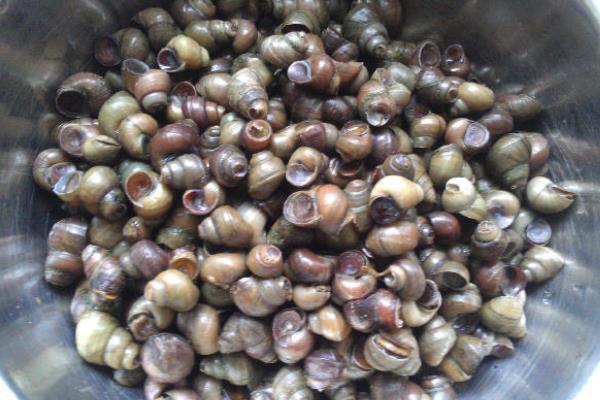 市场上卖的田螺是哪种品种?