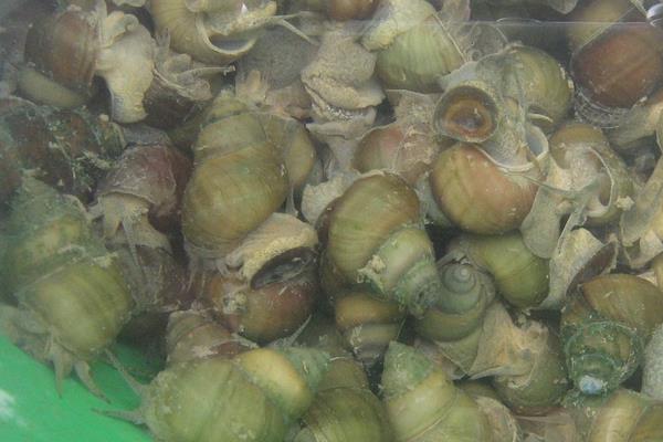 市场上卖的田螺是哪种品种?