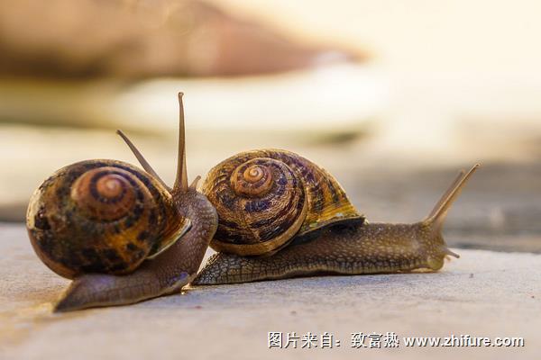蜗牛是害虫吗?