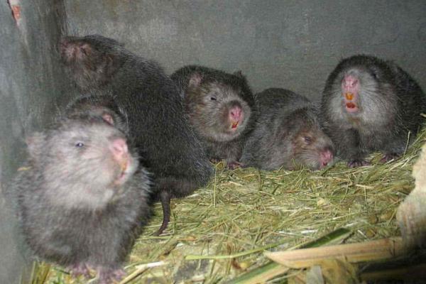 养竹鼠需要办什么证?