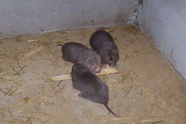 养竹鼠需要办什么证?