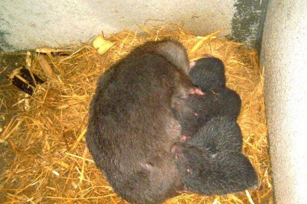 养竹鼠需要办什么证?