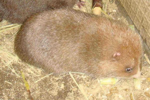 养竹鼠需要办什么证?