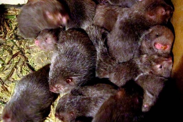 养竹鼠需要办什么证?