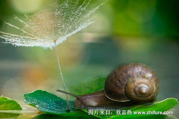 蜗牛是昆虫吗？