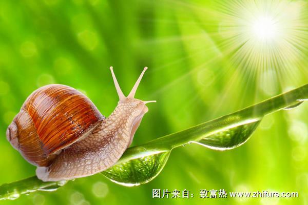 蜗牛有多少颗牙齿?