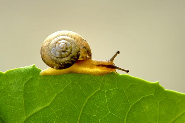 蜗牛有多少颗牙齿?