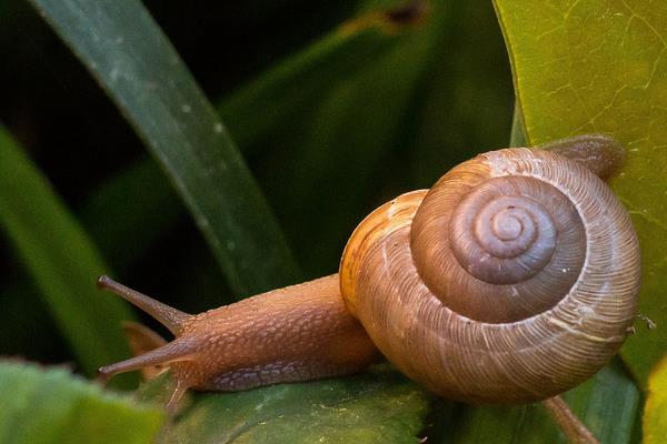 蜗牛有多少颗牙齿?