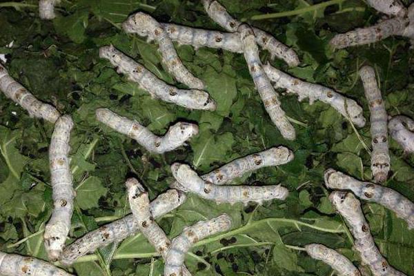 怎样养蚕赚钱多?