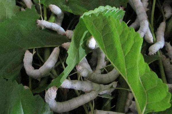 怎样养蚕赚钱多?